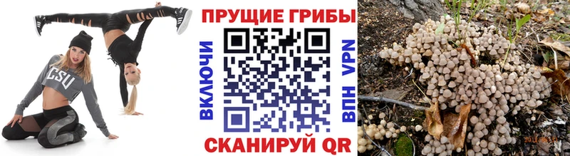 наркотики  Рославль  Галлюциногенные грибы Psilocybe 